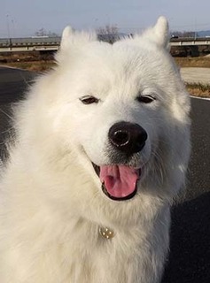 dote_i1801191.jpg