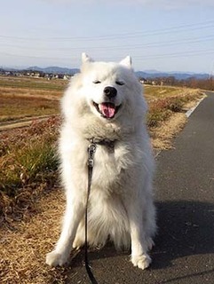 dote_i1801192.jpg
