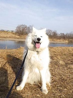 dote_i1801194.jpg