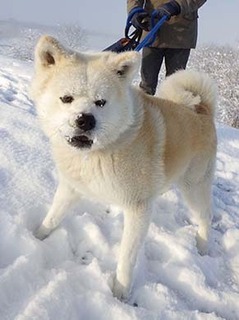 dote_i1801232.jpg