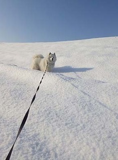 dote_i1801234.jpg