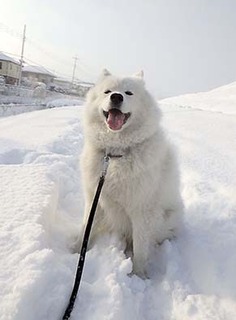 dote_i1801237.jpg