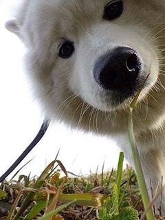 dote_i1802011.jpg