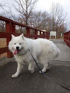 dote_i1802012.jpg