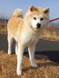 dote_i1802034.jpg