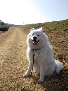 dote_i1802035.jpg