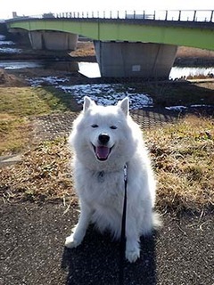 dote_i1802041.jpg