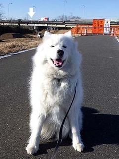 dote_i1802062.jpg