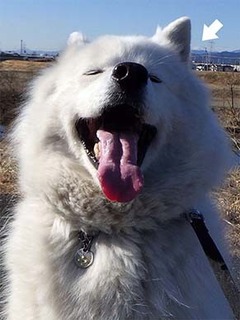 dote_i1802067.jpg