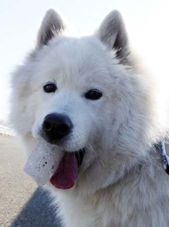 dote_i1802092.jpg