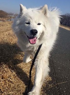 dote_i1802093.jpg