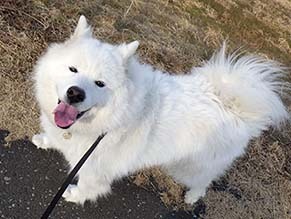 dote_i1802105.jpg