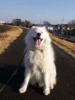 dote_i1802115.jpg