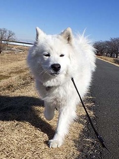 dote_i1802134.jpg