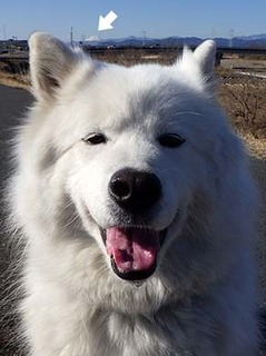 dote_i1802141.jpg