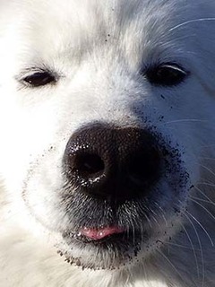 dote_i1802143.jpg
