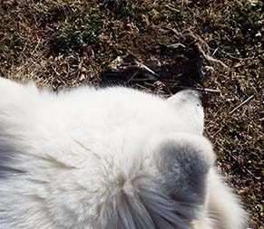 dote_i1802144.jpg