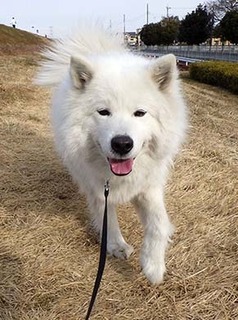 dote_i1802156.jpg