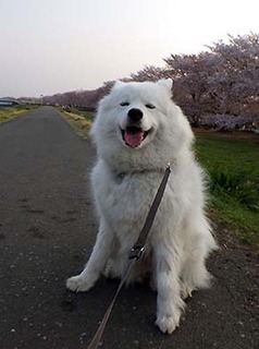 dote_i1804023.jpg