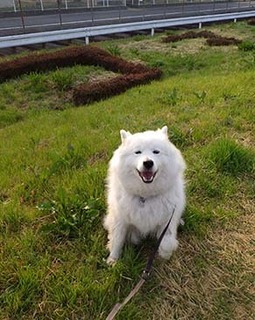 dote_i1804026.jpg