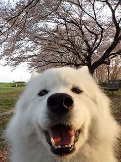 dote_i1804027.jpg