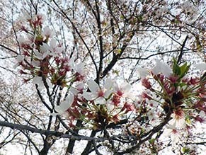 dote_i1804032.jpg