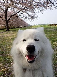dote_i1804034.jpg