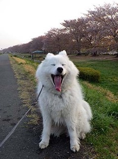 dote_i1804041.jpg