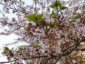dote_i1804042.jpg