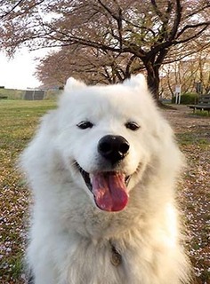 dote_i1804043.jpg