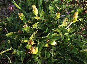 dote_i1804044.jpg