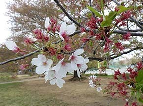 dote_i1804054.jpg