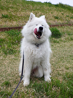 dote_i1804061.jpg