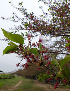 dote_i1804064.jpg