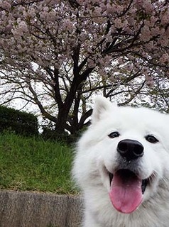 dote_i1804065.jpg