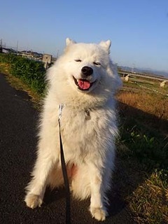 dote_i1804081.jpg