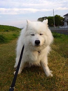 dote_i1804121.jpg