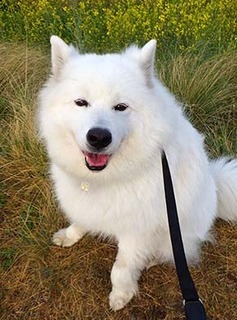 dote_i1804123.jpg