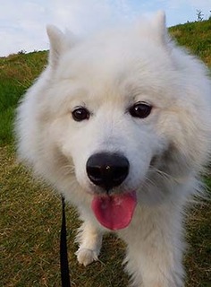 dote_i1804126.jpg
