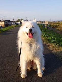 dote_i1804131.jpg