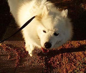 dote_i1804134.jpg