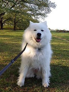 dote_i1804135.jpg