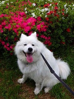 dote_i1804172.jpg