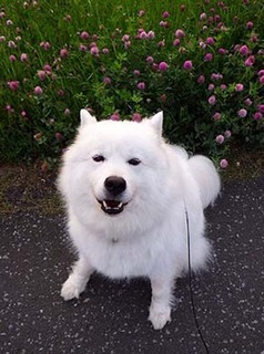 dote_i1805022.jpg
