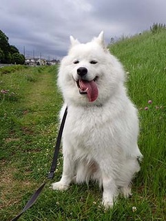dote_i1805043.jpg