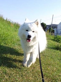 dote_i1805054.jpg