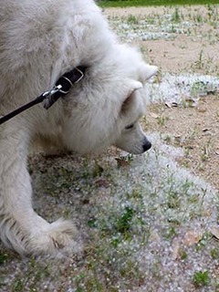 dote_i1805075.jpg