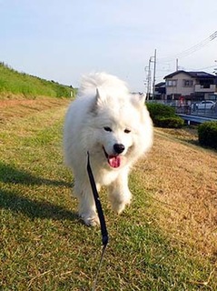 dote_i1805112.jpg
