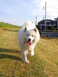 dote_i1805122.jpg
