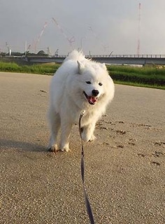 dote_i1805143.jpg